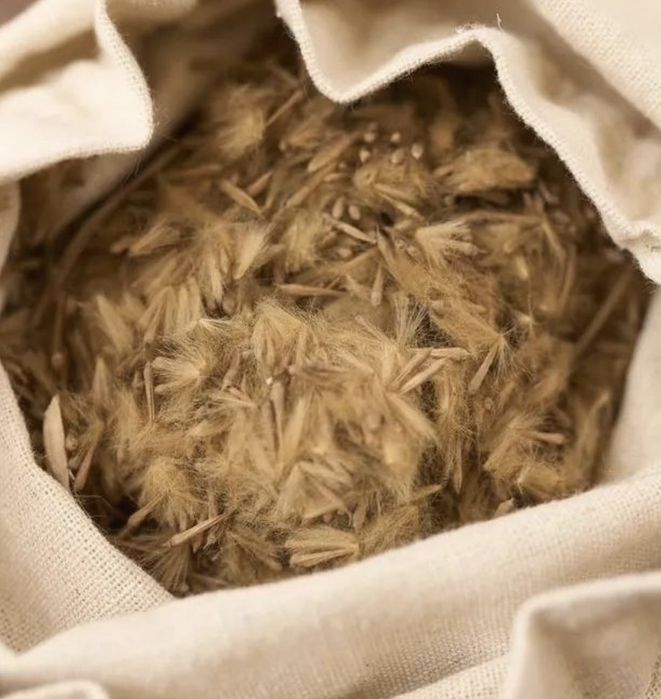 Семена Платана ( Чинар)