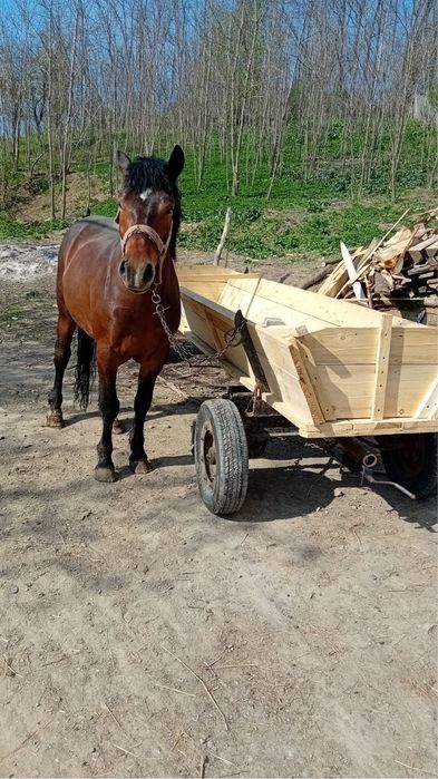 Doua manze de vanzare