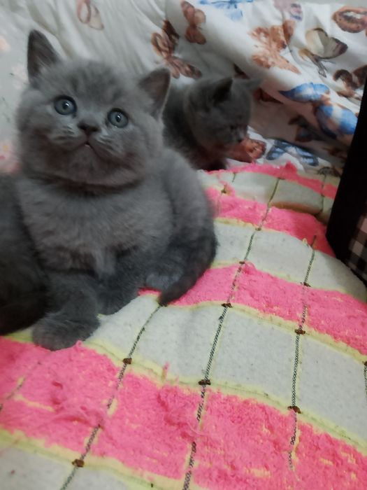 Котята Элитные котята