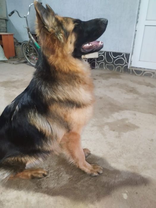 Немецкая овчарка на охрану