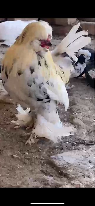 Продам карлика султанка
