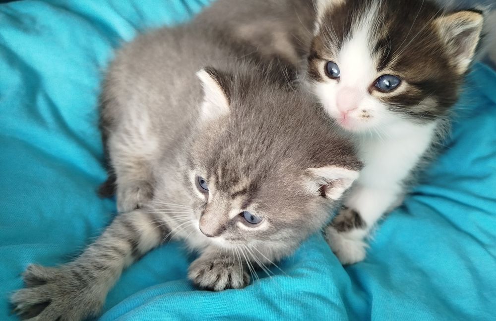 Красиви котета, родени на 27 април
