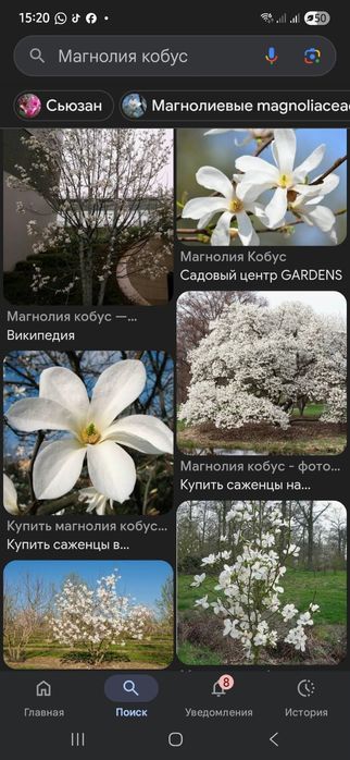 Магнолии Кобус (Magnolia kobus)