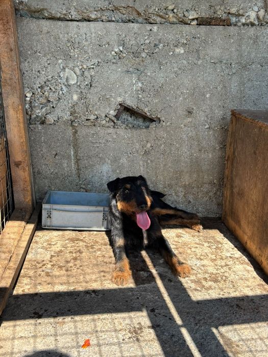 Mascul jagdterrier