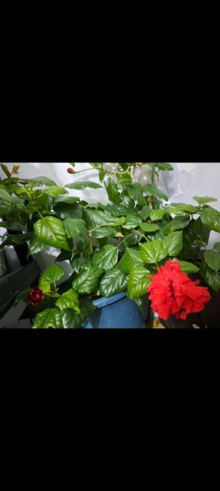 Гибискус или китайская роза