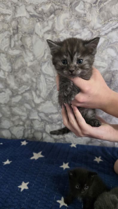 Продам шотландских котят