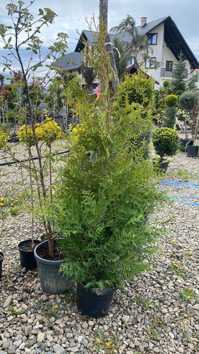 Tuia brabant 160-170cm