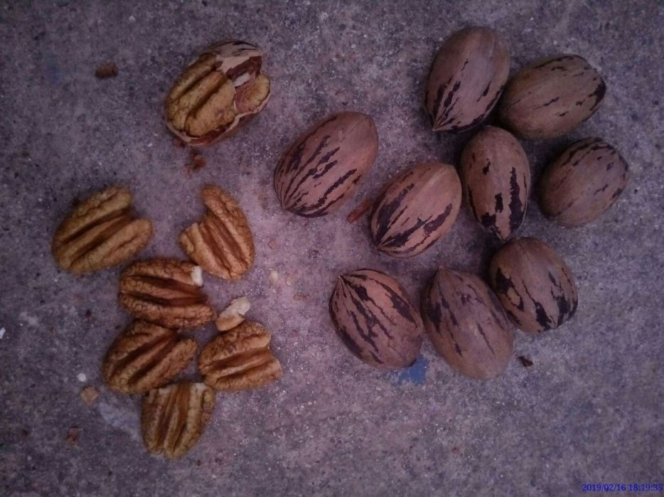 Pekan yonģoģi va kóchatlari sotiladi