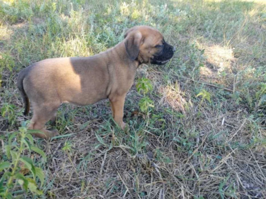 Кане Корсо, кученца,