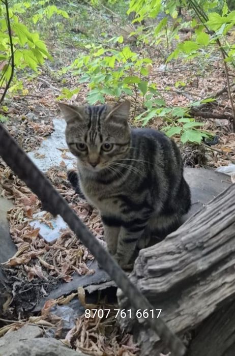 Котик 7 мес. В добрые руки