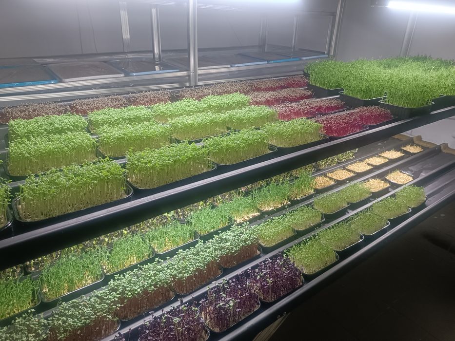 Микрозелень витграсс