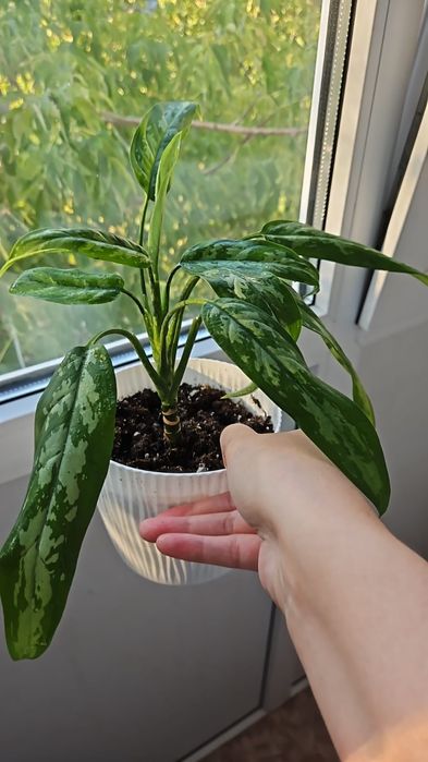 Комнатные растения от 2000