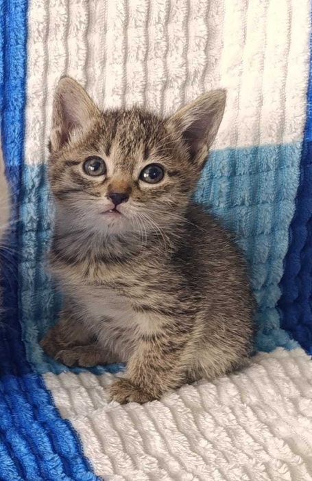 Отдам котят в добрые руки