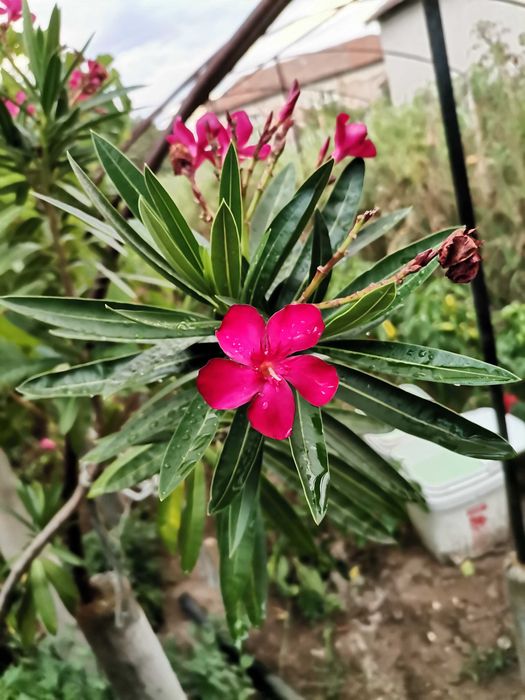 ПРОМОЦИЯ Зокум / Олеандър