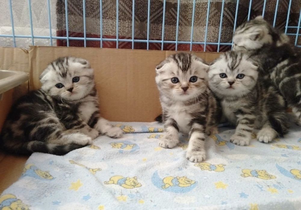 Шотландские Скоттиш Фолды