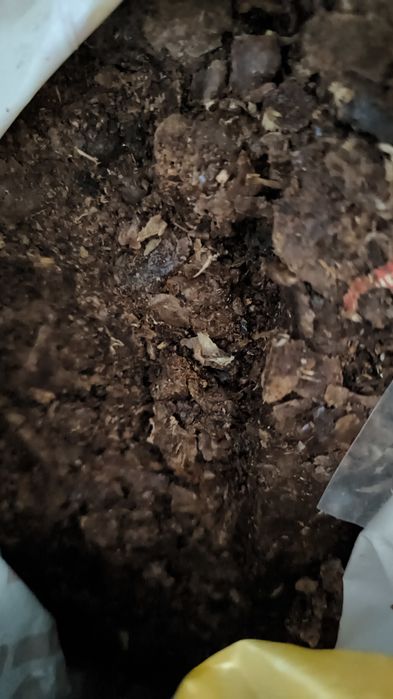 Propolis cu grija ales