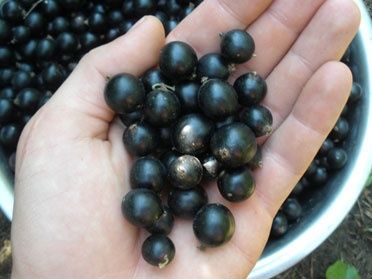 Смородина черная