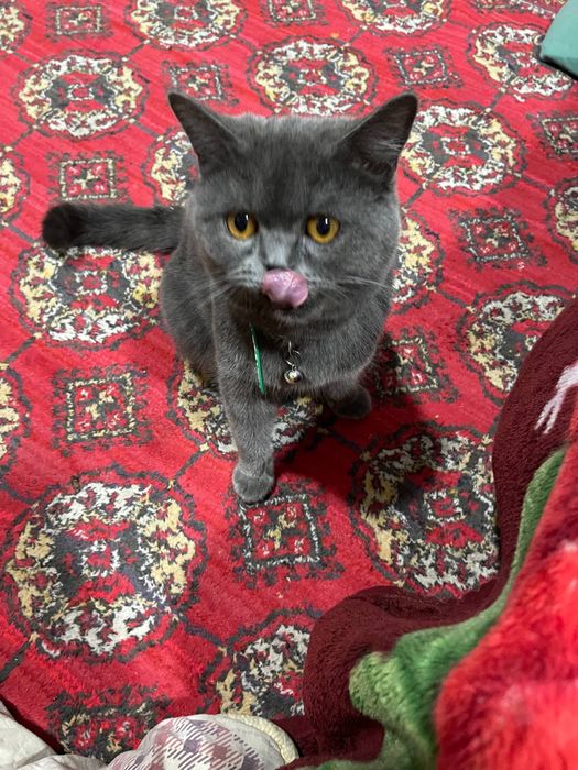 Britan Shorthair sotiladi arzonga