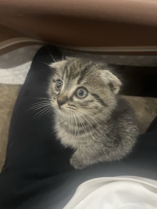 кошка шиншила. mushuk