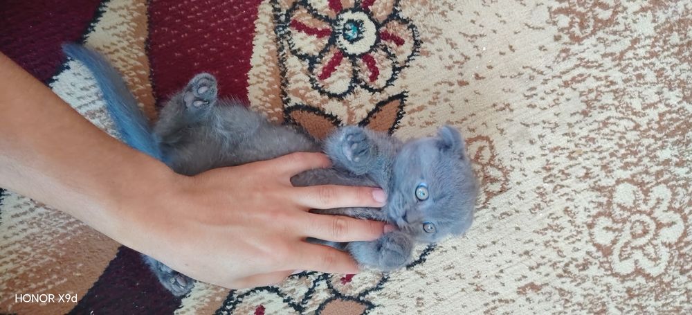 Scottish fold mushuk