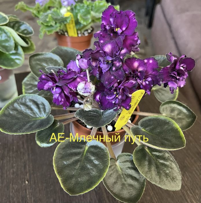 Продам сортовые фиалки