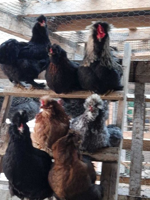 Oua pentru incubat si pui