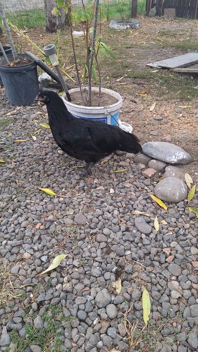 Puicute si cocosi Australorp