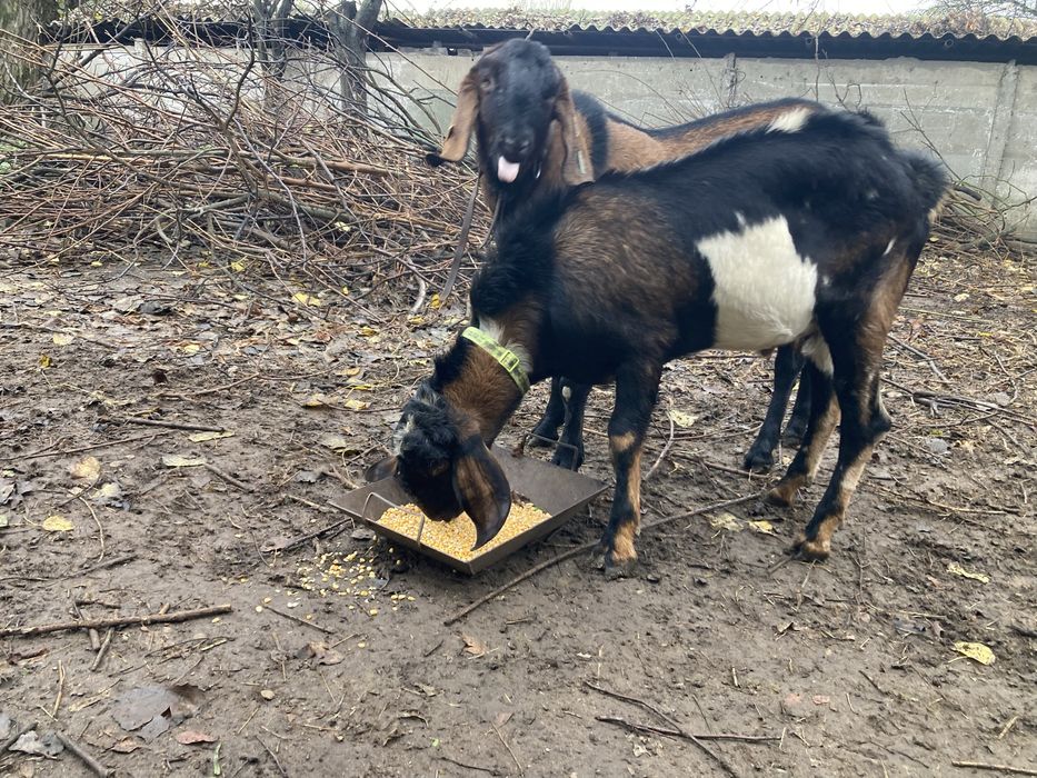 Tap anglonubian rasa pura