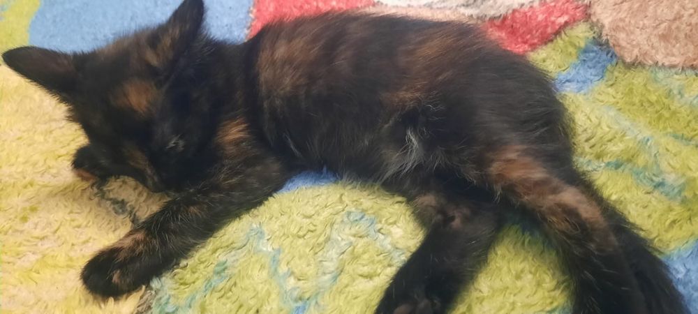 Актау! Отдаю котенка в добрые руки!