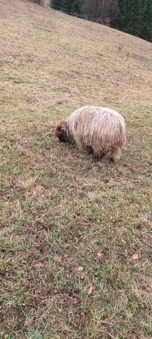 Vînd noatenă din primăvară  rasă  bucălaie