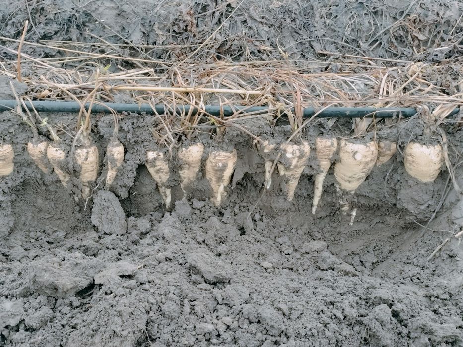 Păstârnac de vanzare