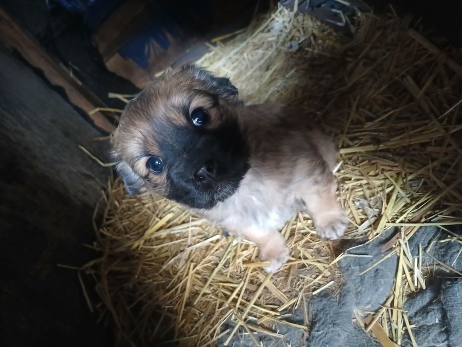 Отдам бесплатно 4 девочки мать спаниель рабочая