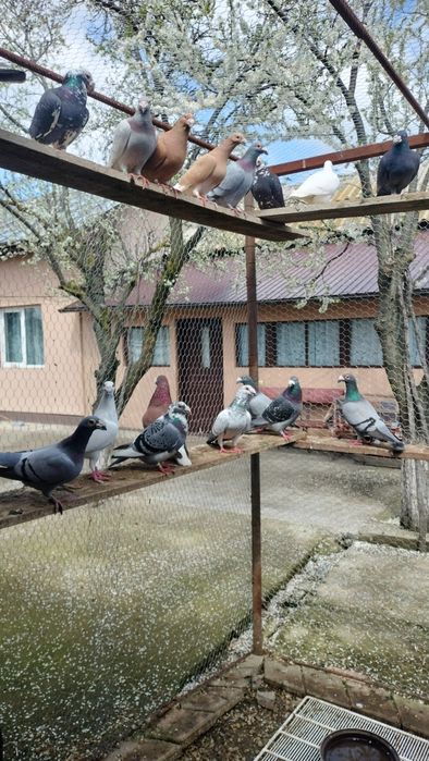 Vând porumbei voiajori