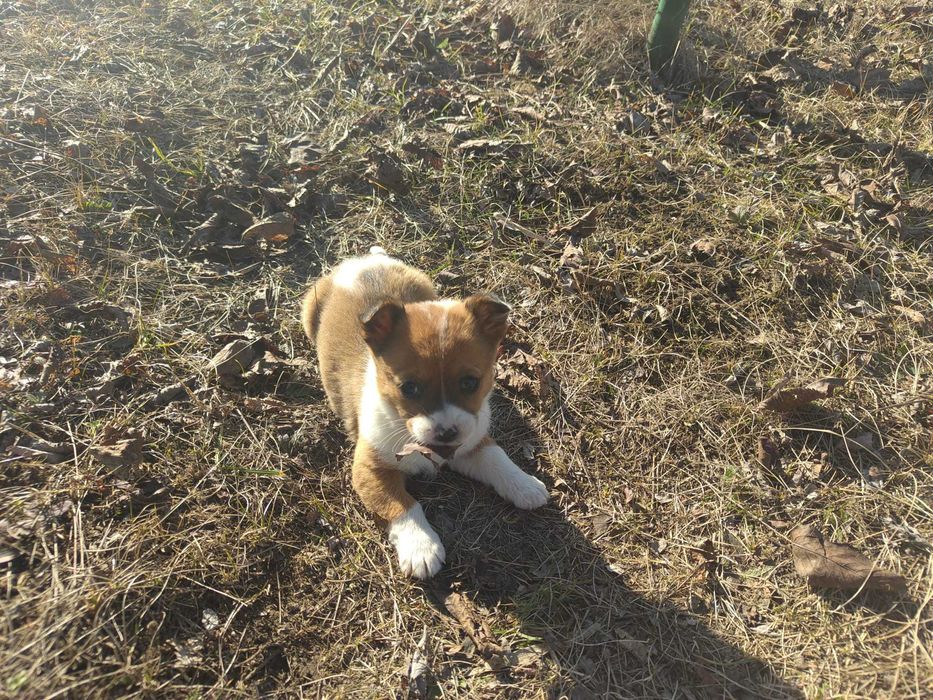 Catei 1 luna talie mica