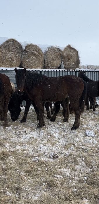 Жеребцы Кушумской породы