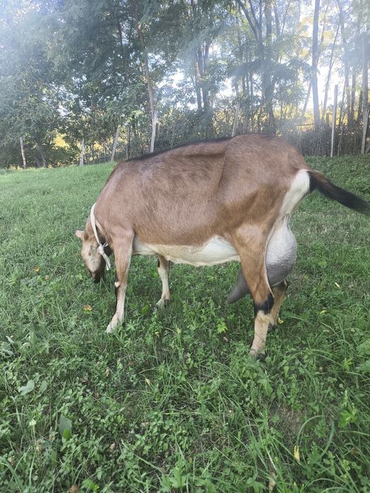Capră alpină foarte bună de lapte