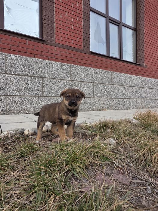 Ищем малышке дом