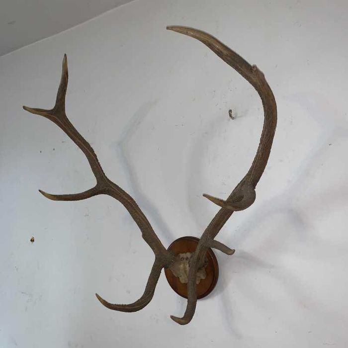 Coarne de cerb amplasat pe suport de lemn