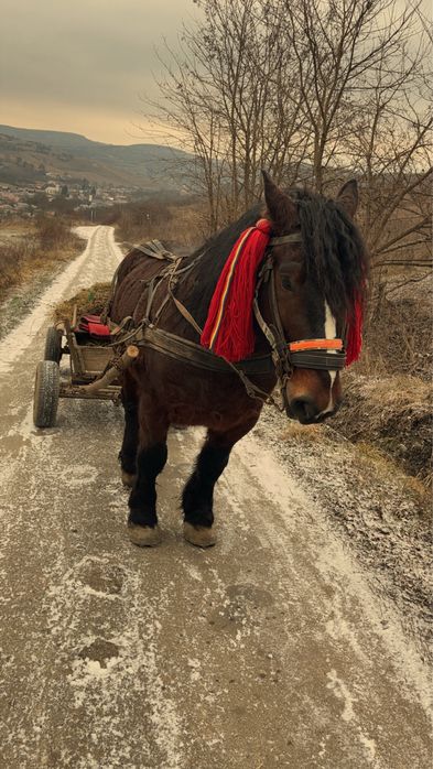 Armasar de vanzare sau la schimb pe iapa