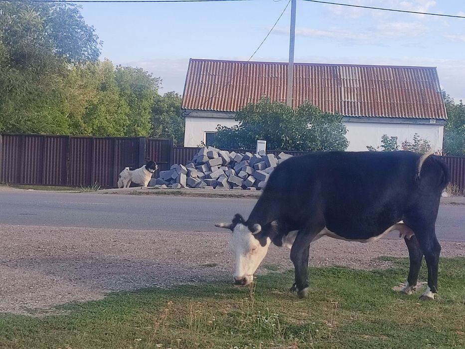 Продам корову, сиыр сатамын