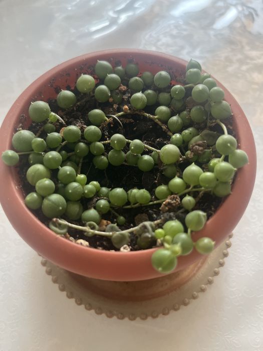 Суккулента Комнатное растение