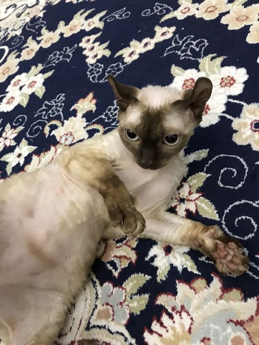 Девон рекс редкий пароды эльф