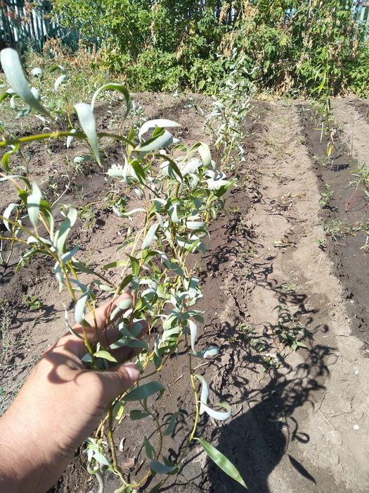 Саженцы Ива 1,5м