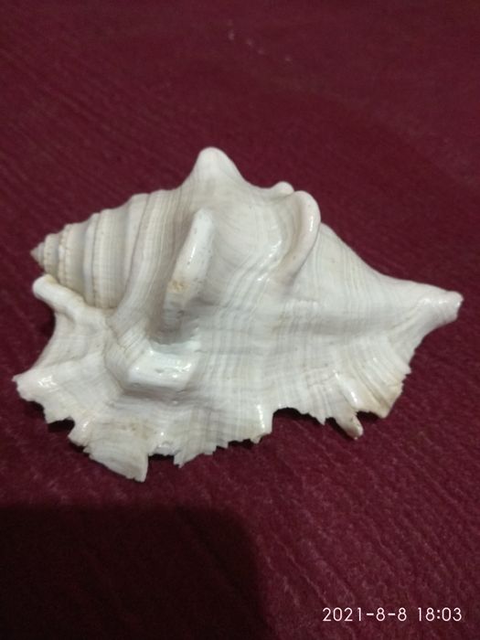 Продаются эксклюзивные ракушки