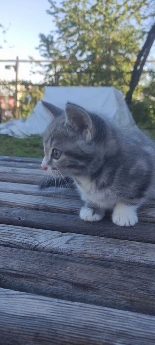 Кошечка в добрые руки