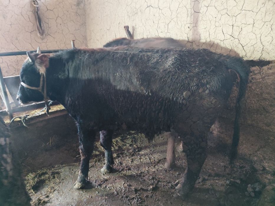 Бордақы бұқалар бар