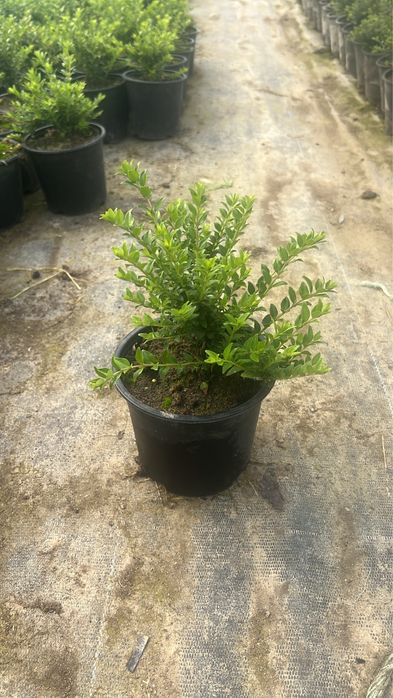 Лоницера пилята