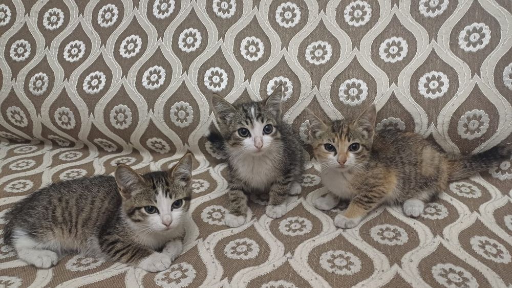 Отдам котят бесплатно