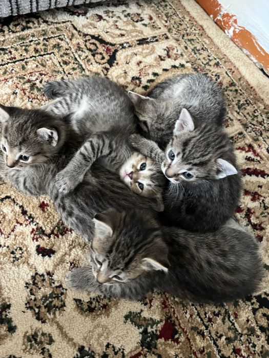 Котята в добрые руки