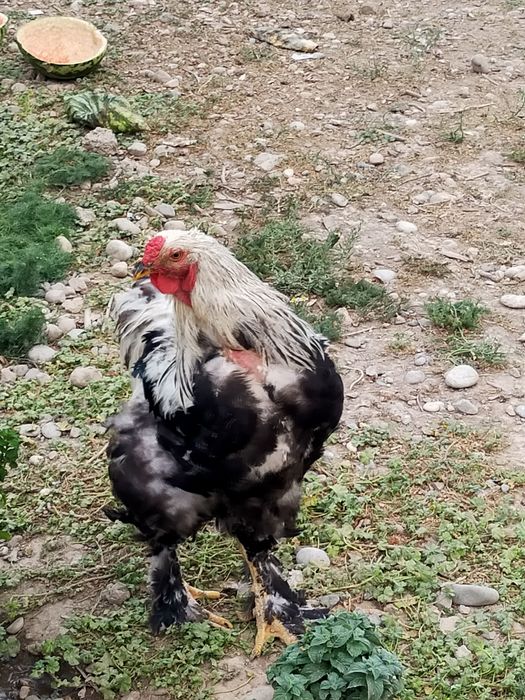 Брама қораз тазасы